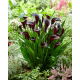 Calla Odessa