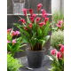 Calla Red Charm