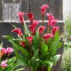 Calla Red Charm