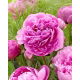Piwonia, Paeonia - Alexander Fleming - sadzonka