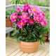 Piwonia, Paeonia - Dancing Butterfly - sadzonka