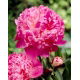Piwonia, Paeonia - Louis van Houtte - sadzonka