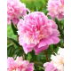 Piwonia, Paeonia - Sorbet - sadzonka