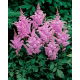 Tawułka Amethyst - fioletoworóżowa - GIGA paczka! - 50 szt.