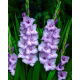 Mieczyk Blue Tropic - duża paczka! - 50 szt.