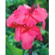 Kanna - Shining Pink