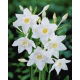 Lilia amazońska - Eucharis amazonica - GIGA paczka! - 50 szt.