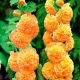 Malwa pomarańczowa - Orange - GIGA paczka! - 50 szt.