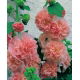 Malwa - Peaches and Dreams - GIGA paczka! - 50 szt.
