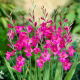 Mieczyk bizantyjski - Gladiolus Byzantinus - GIGA paczka! - 500 szt.