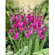 Mieczyk bizantyjski - Gladiolus Byzantinus - GIGA paczka! - 500 szt.
