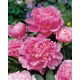 Piwonia, Paeonia - Edulis Superba - sadzonka - duża paczka! - 10 szt.
