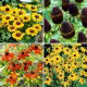 Sadzonki rudbekii - zestaw 4 odmian kwiatów