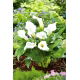Calla biała - White - duża paczka! - 10 szt.