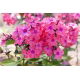 Floks (Phlox) - Płomyk wiechowaty - Windsor - GIGA paczka! - 50 szt.