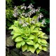 Funkia - Hosta August Moon - duża paczka! - 10 szt.