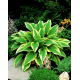 Funkia - Hosta Aureomarginata - duża paczka! - 10 szt.