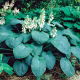 Funkia - Hosta Elegans - duża paczka! - 10 szt.