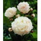 Piwonia, Paeonia - Shirley Temple - sadzonka - duża paczka! - 10 szt.
