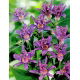 Trójsklepka - Dark Beauty - GIGA paczka! - 50 szt.