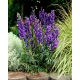 Tojad niebieski - Aconitum - sadzonka - duża paczka! - 10 szt.