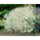 Gipsówka biała - Gypsophila - sadzonka - GIGA paczka! - 50 szt.