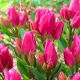 Tulipan Happy Family - opak. 5 szt.