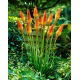 Kniphofia Uvaria - sadzonka - duża paczka! - 10 szt.