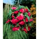Begonia zwisająca - różowa - 2 szt.