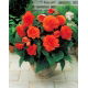 Begonia strzępiasta - pomarańczowa - 2 szt.