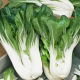 Kapusta chińska Pak-Choi  