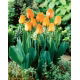 Tulipan Daydream - opak. 5 szt.