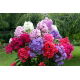 Floks (Phlox) - Płomyk wiechowaty - mix - 1 szt.