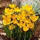 Krokus Dorothy - duża paczka! - 100 szt.