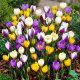 Krokus Botaniczny - mix - GIGA paczka! - 500 szt.