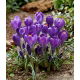 Krokus Blue Ocean - 10 szt.