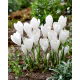 Krokus Ice Queen - GIGA paczka! - 500 szt.