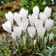 Krokus Ice Queen - duża paczka! - 100 szt.