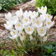 Krokus Ivory Princess - 10 szt.