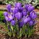 Krokus Wielkokwiatowy - Fioletowy - 10 szt.