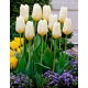 Tulipan Purissima - niski - 5 szt.