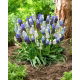 Szafirek Mix - Muscari Mix - GIGA paczka! - 500 szt.