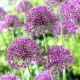 Czosnek ozdobny Violet Beauty - duża paczka! - 30 szt.