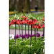 Korona Cesarska - Red Beauty - GIGA paczka! - 50 szt.