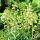 Szachownica perska - Ivory Bells - GIGA paczka! - 50 szt.