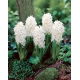 Hiacynt White Pearl - 3 szt.