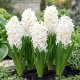 Hiacynt White Pearl - 3 szt.
