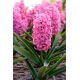 Hiacynt Scarlet Pearl - 3 szt.