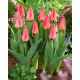 Tulipan Adele Duttweiler - 5 szt.