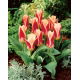 Tulipan Ancilla - GIGA paczka! - 250 szt.